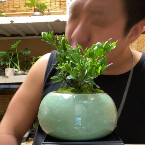 红陶一物一拍所见即所得225