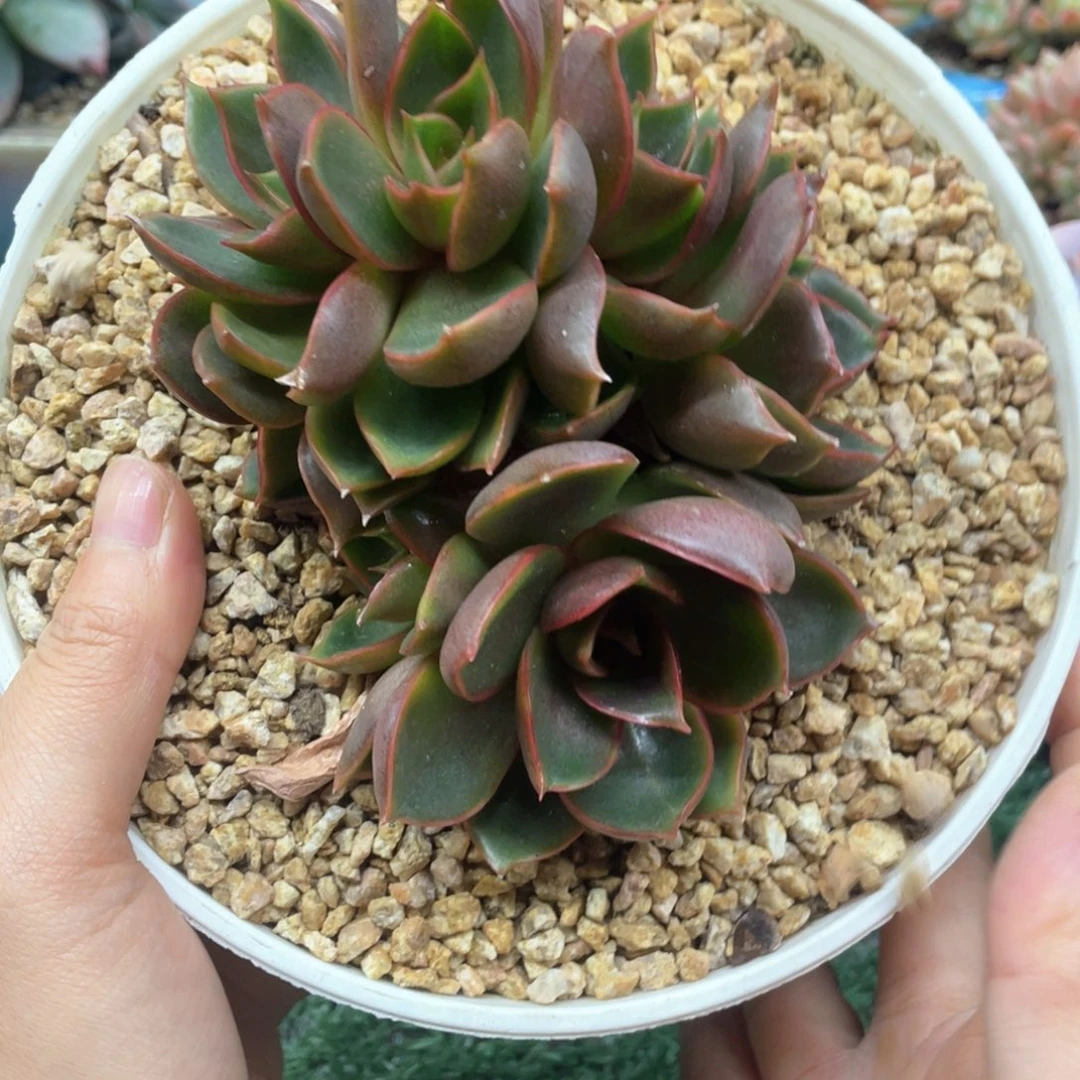 红灯缀一物一拍28包邮非偏远