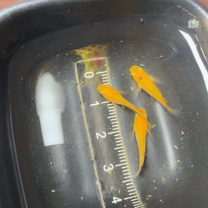 青鳉鱼49号拍品初恋