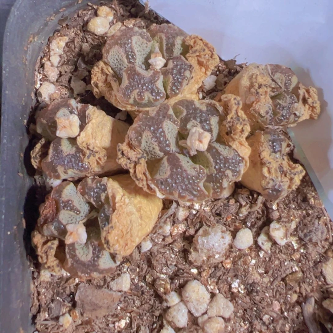 30-95肉锥多肉植物，