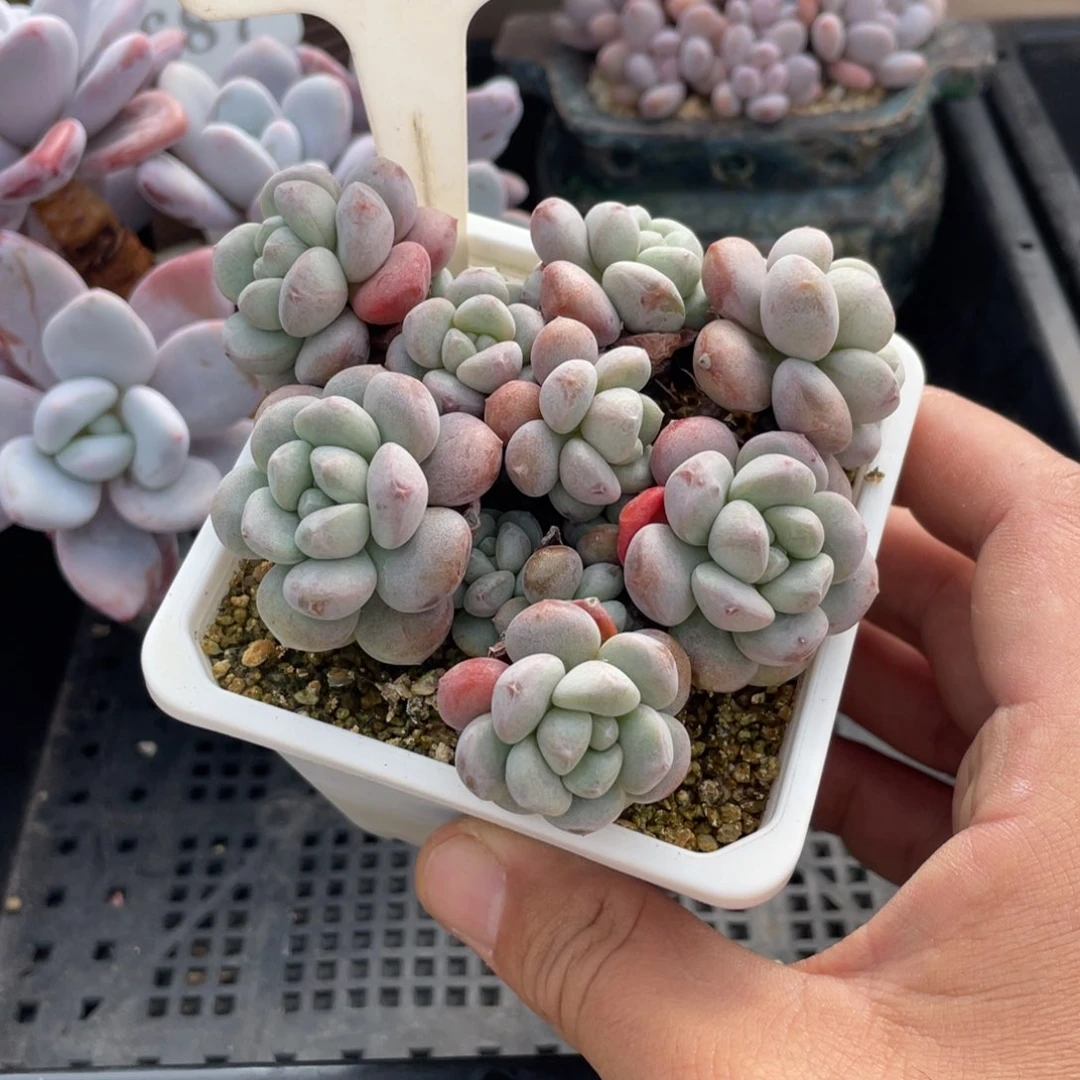 041葡萄糖不带盆9厘米