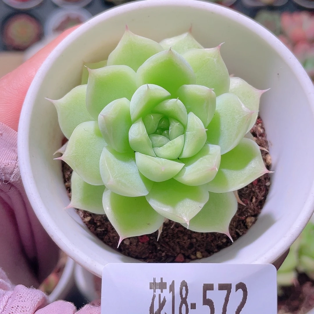 花利美18-572麦秆