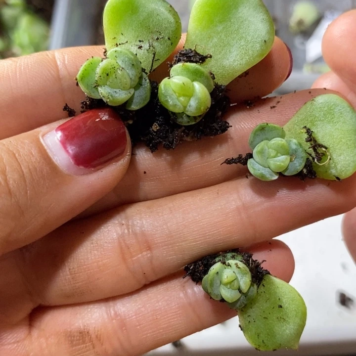 珍妮277芽苗一个多肉