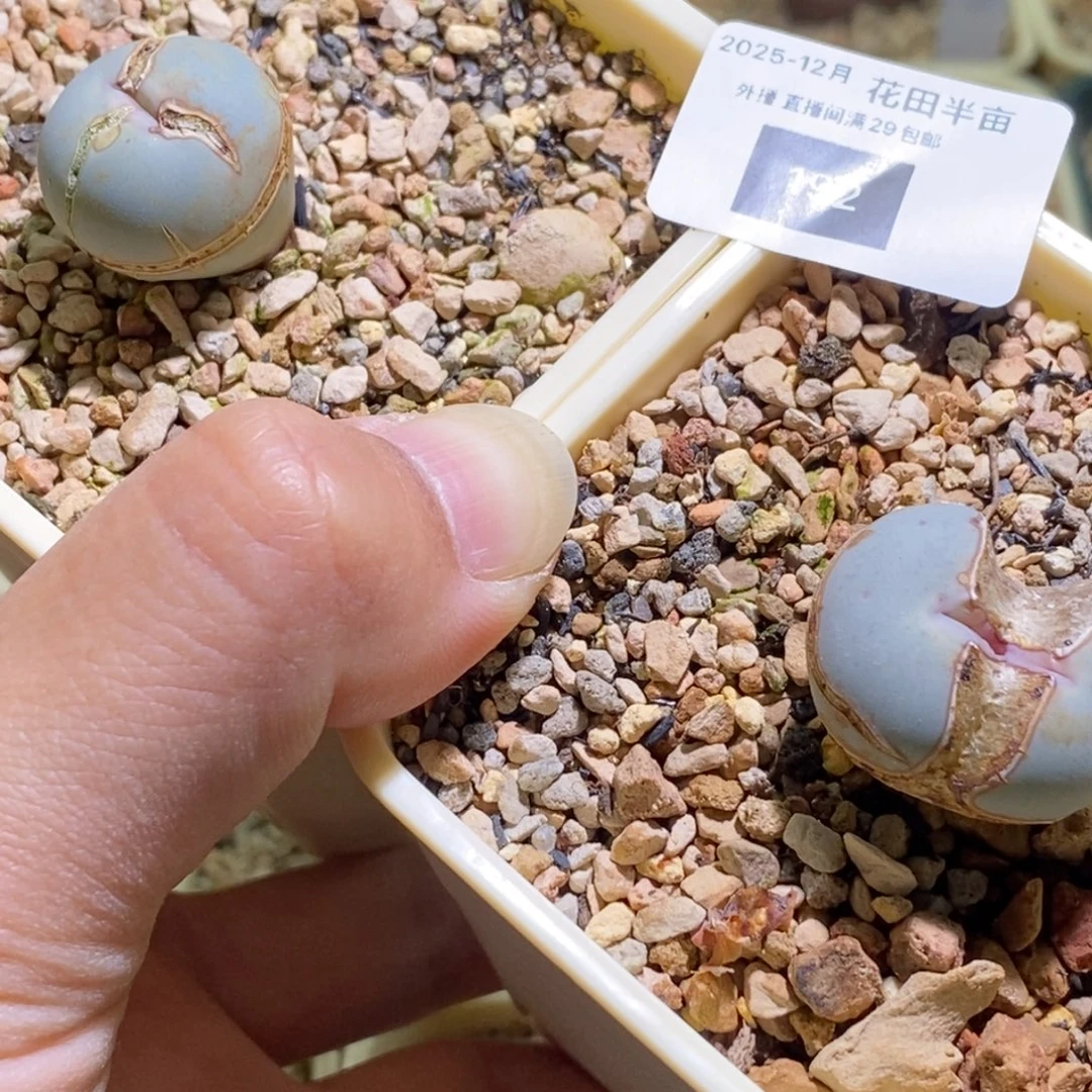 倔***子192好看好看好看1102