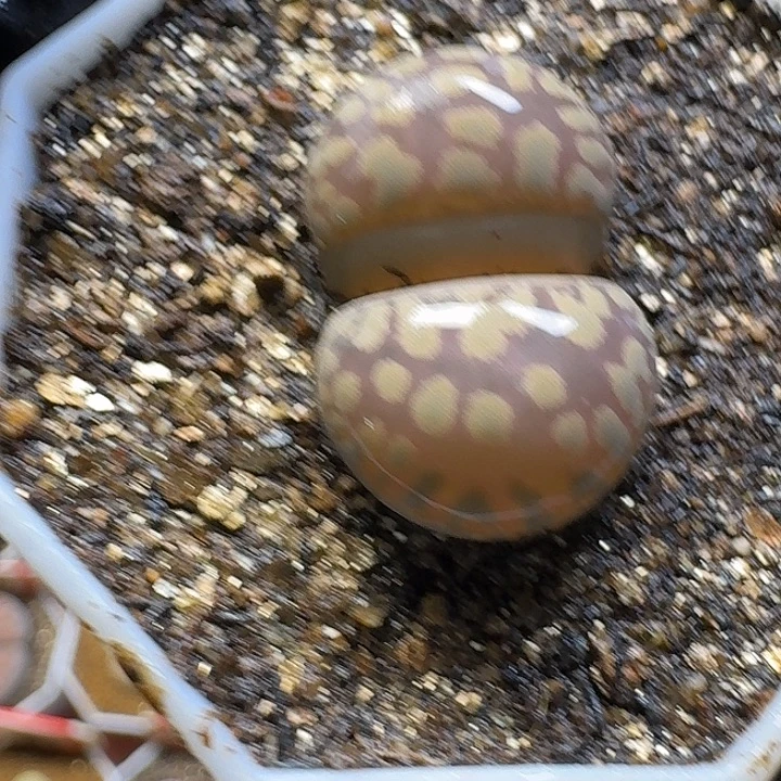 ****m生石花33:：：。  7号