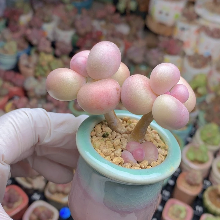 045 库福奶酪 2+1