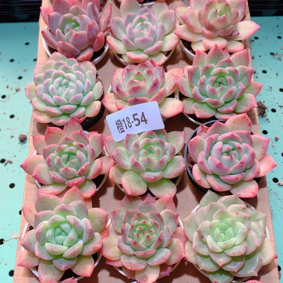 18-54一物一拍多肉带盆18颗