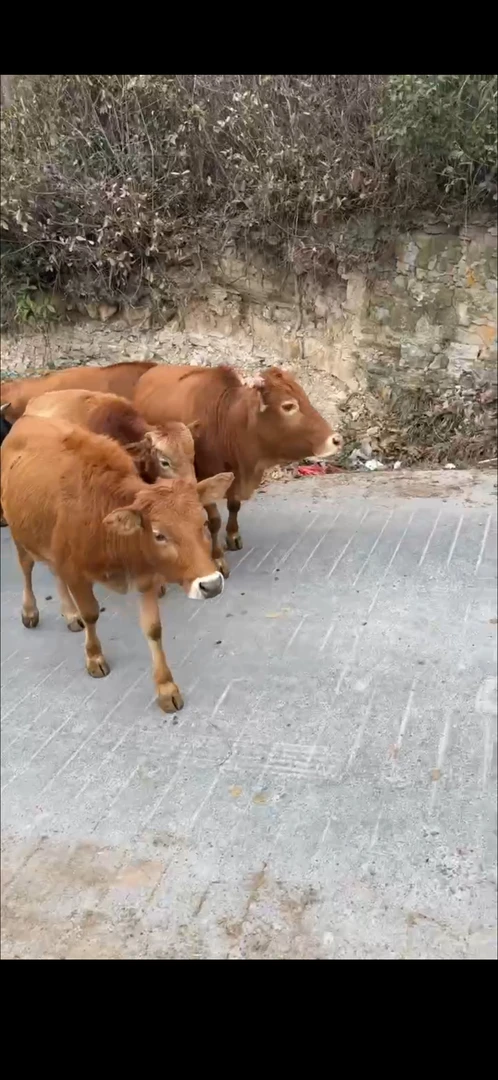 直播间【一物一拍】现切现称改价链接高山散养牛肉