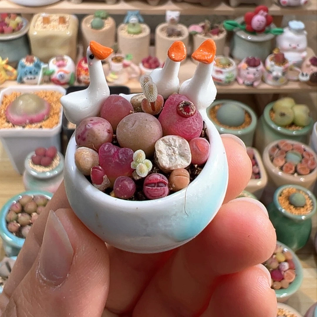 多肉植物11号拇指盆