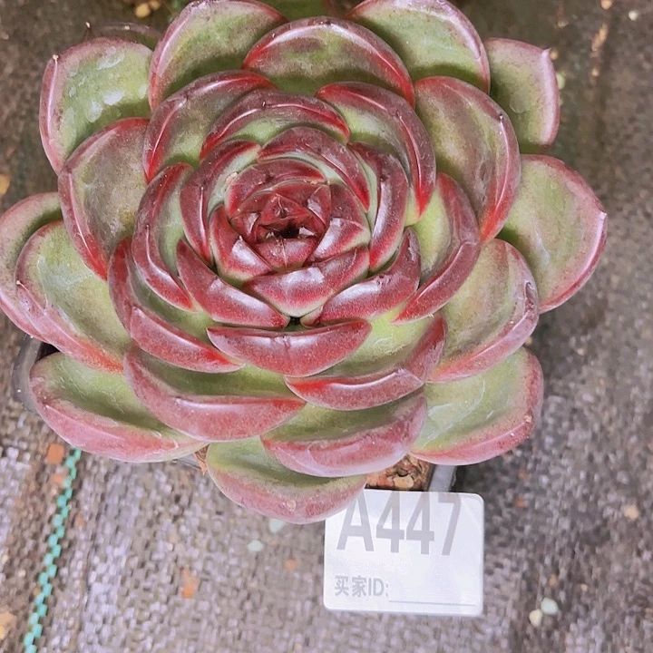 我****烤黑橙一物一拍A447...