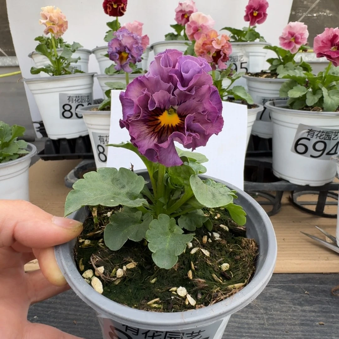 无花朵865号角堇