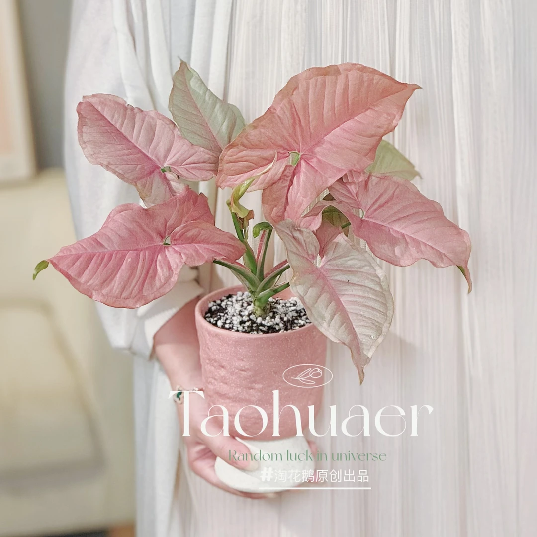 粉色合果芋耐热好养绿植物进口网红盆栽攀爬叶片