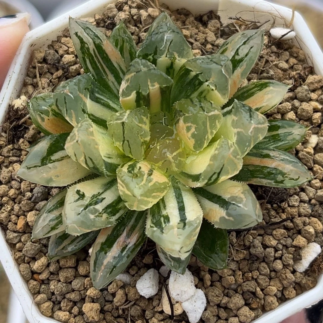 40天线宝宝玉露锦十二卷多肉