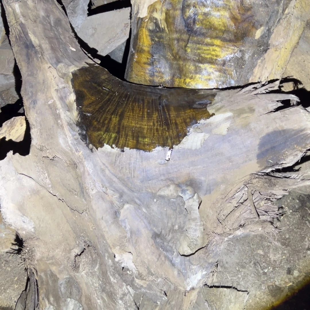 D***Q金丝楠11111111111111111