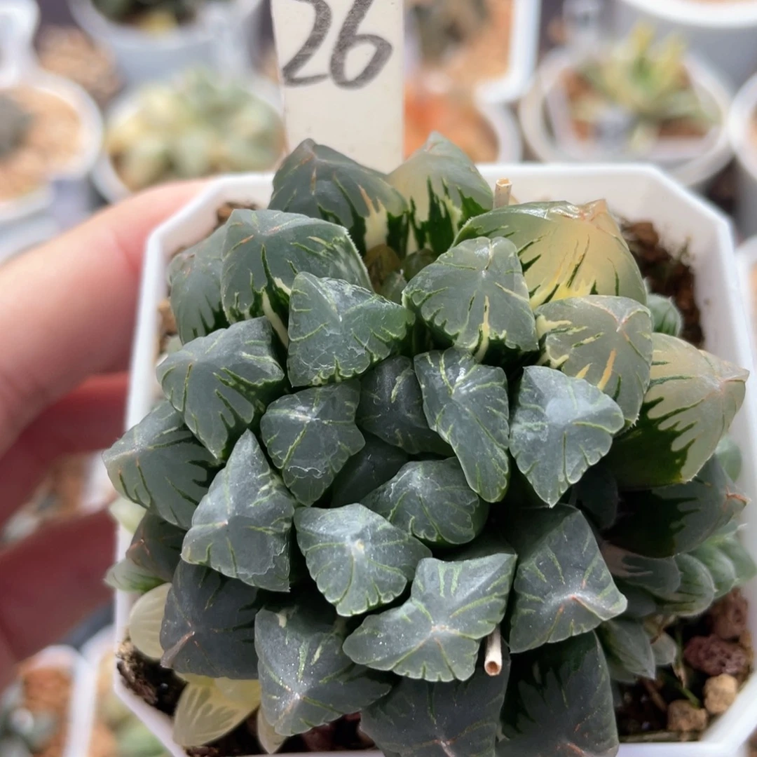 专拍3。