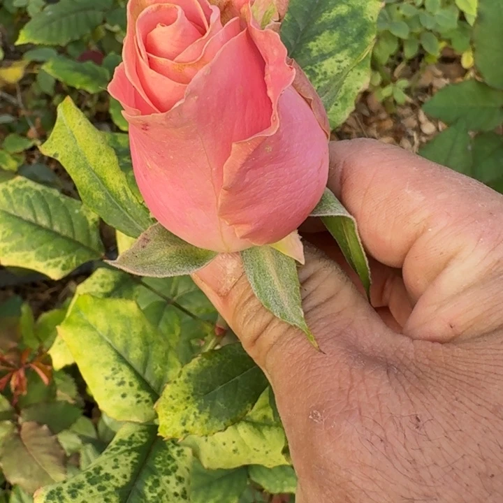 无花朵和莫斯小苗