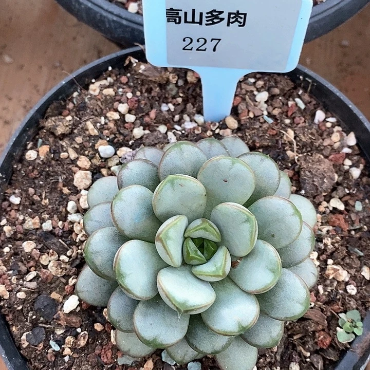 D227- 直播福利 葡萄