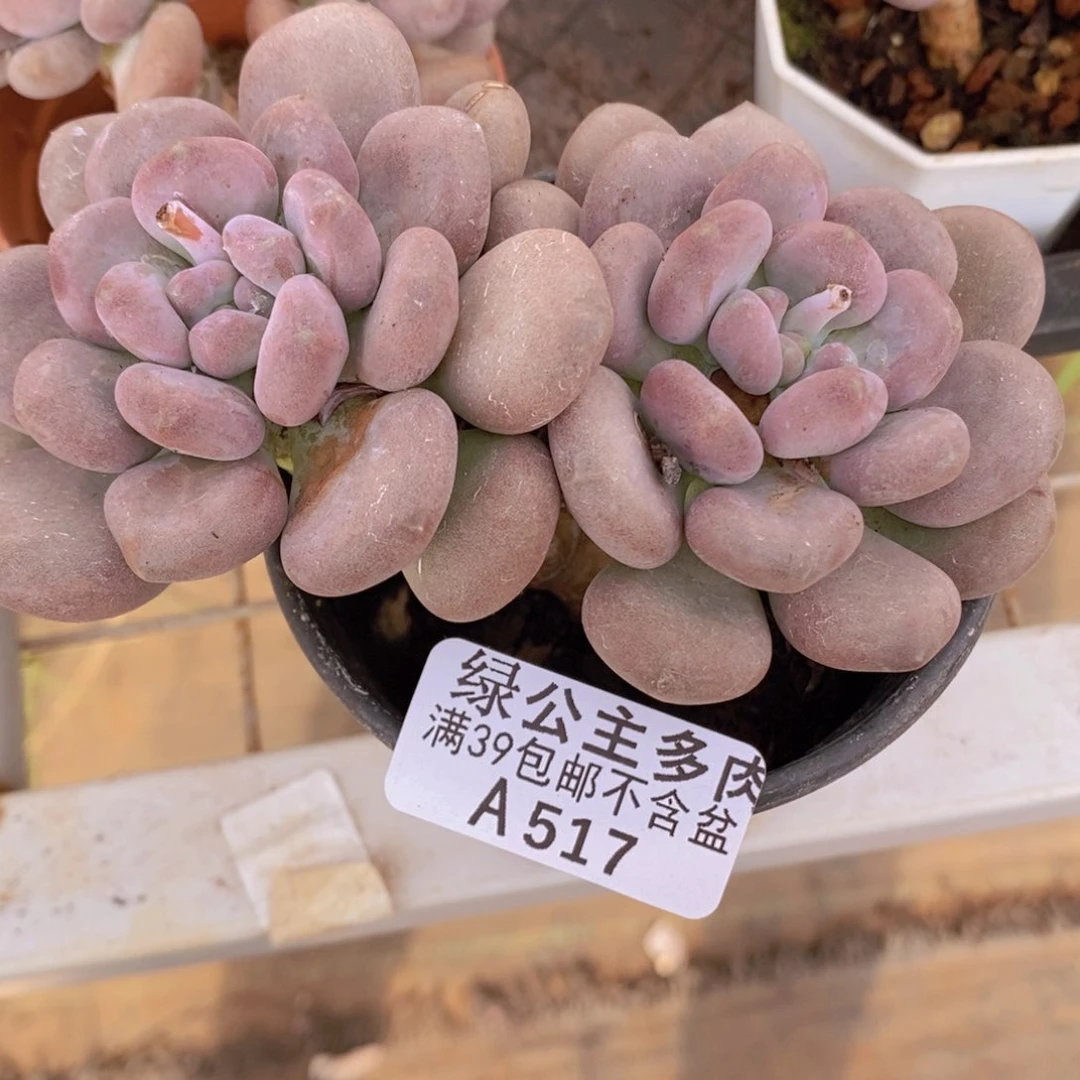 月美人10cm517多肉植物