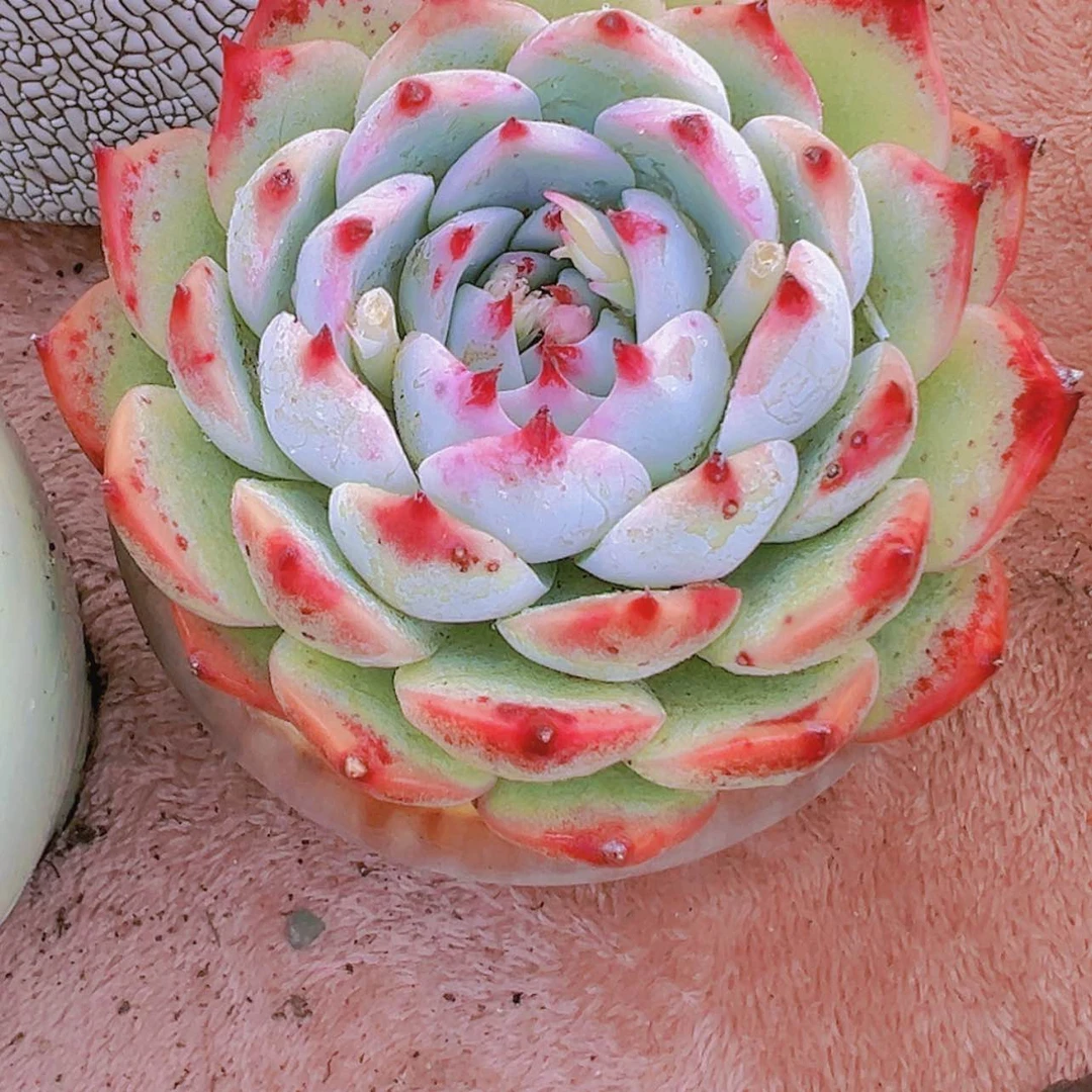 【闪购商品】2盆吉娃娃