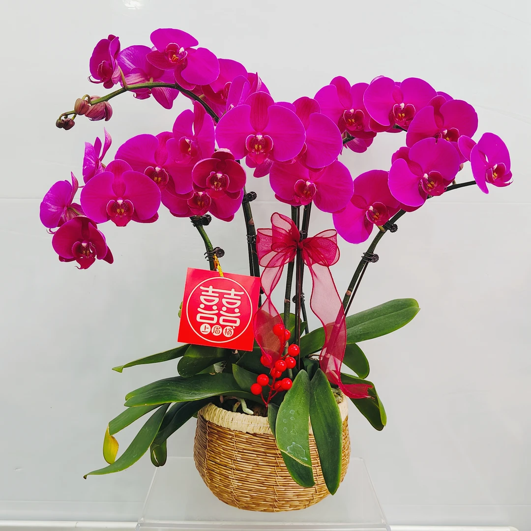 【大辣椒】蝴蝶兰红色喜庆送礼装饰室内鲜花期长  养兰基地直发