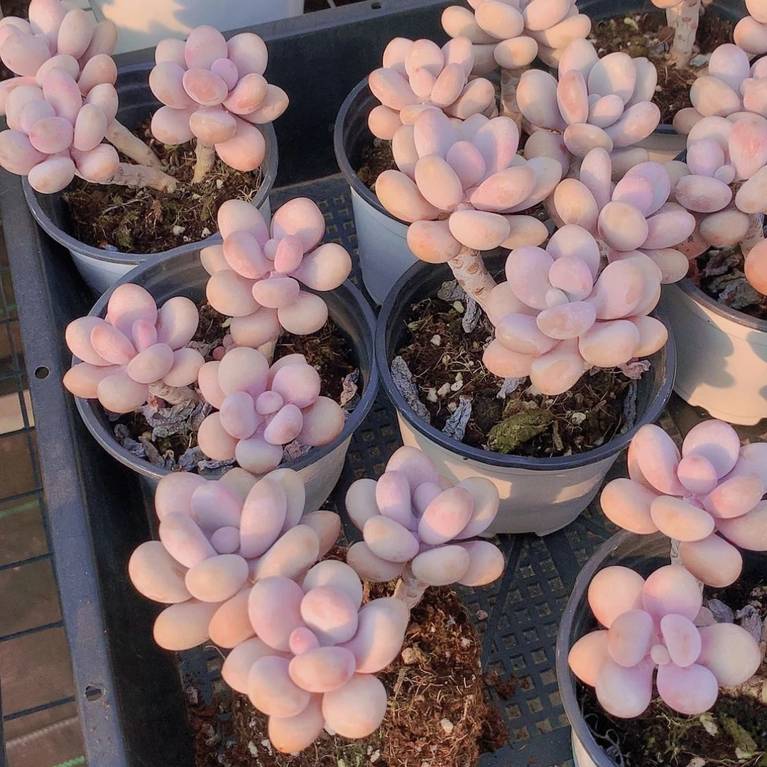 桃蛋234677899999900