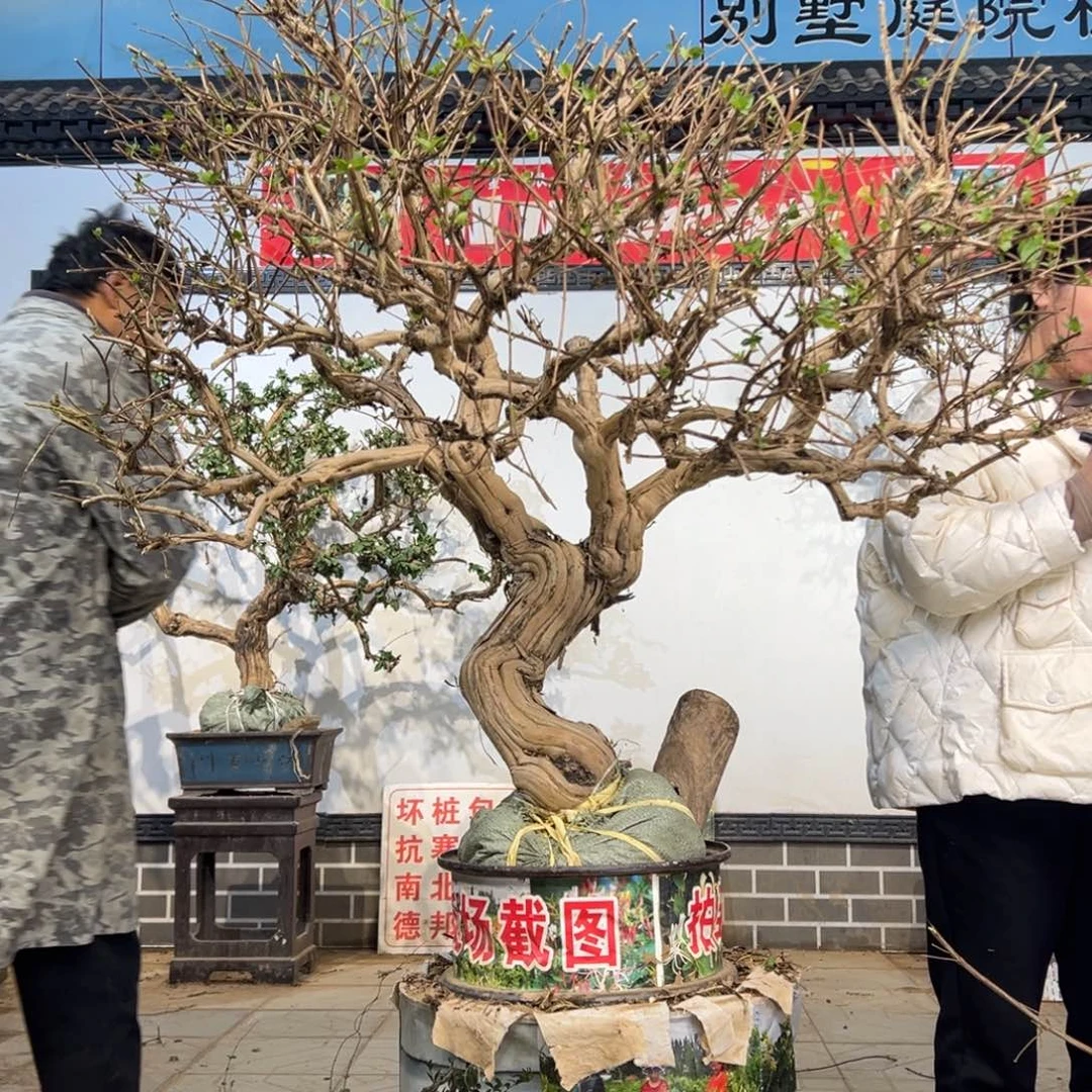无花朵金银花66666666666