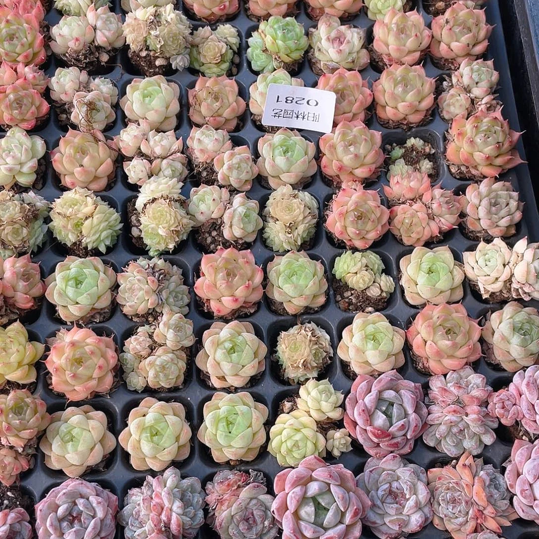 y***y多肉植物多肉植物281