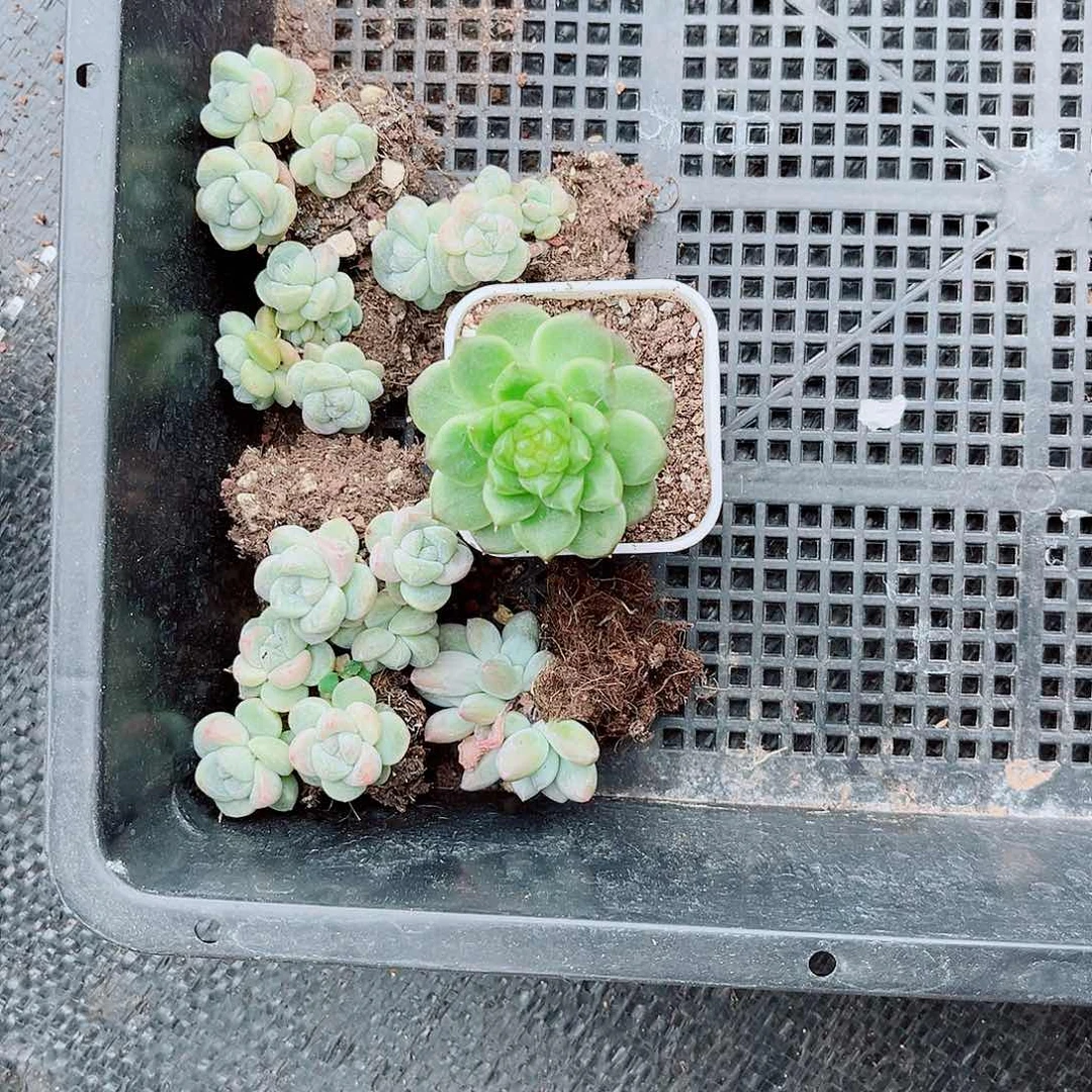 ✣****?风靡园艺紫心冰玉群