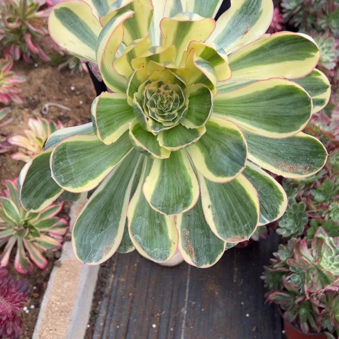 15燕姿多肉植物植物