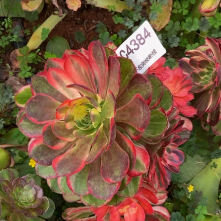 【闪购商品】4384多肉