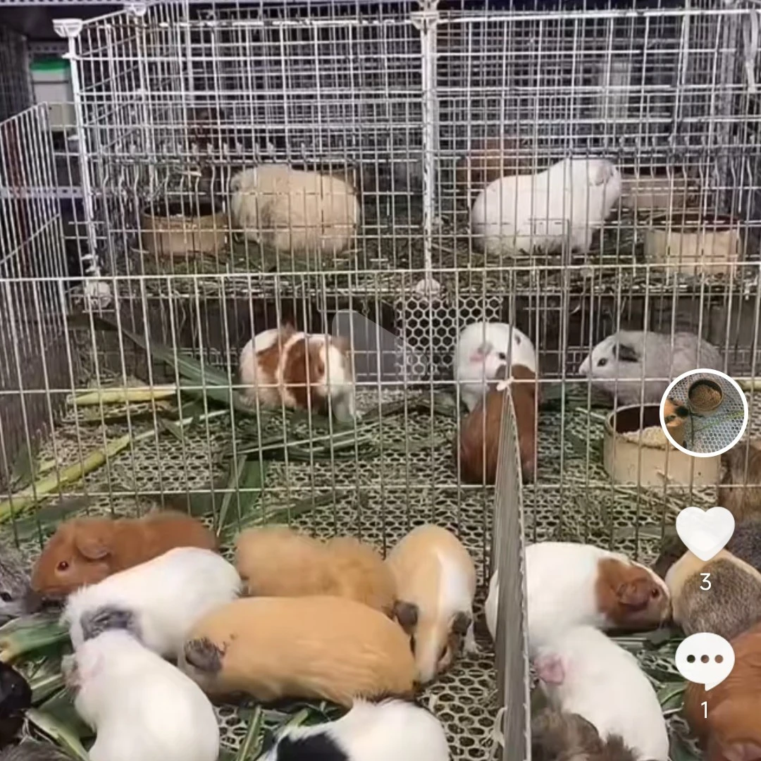 国产三花活体幼崽一对