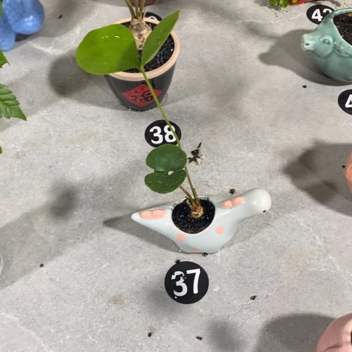 小****￢退款拉黑一物一拍256