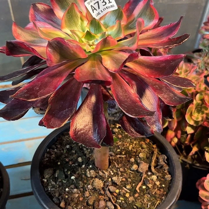 随*731红魔女多肉植物