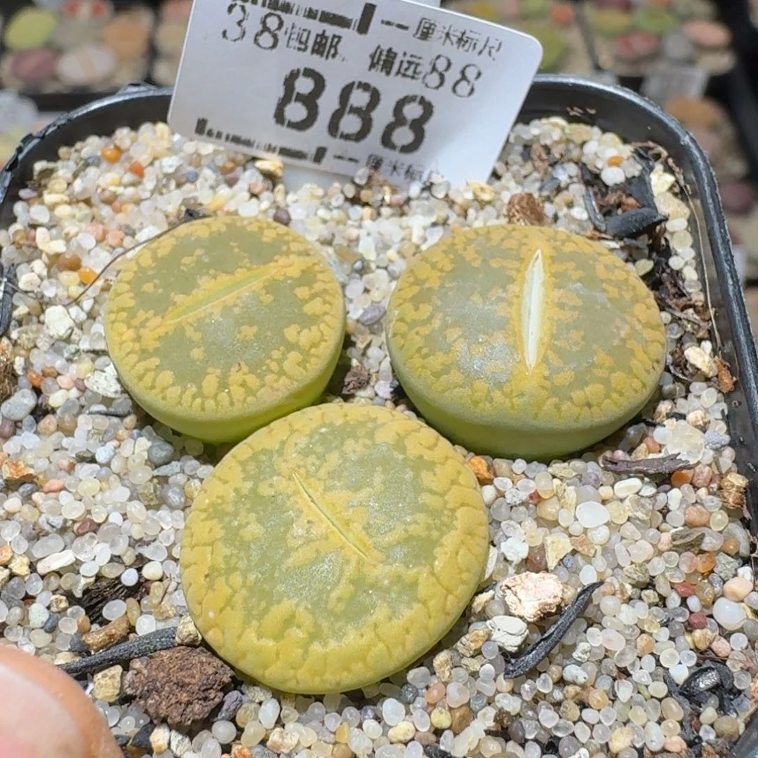 Sss清了便宜卖888服