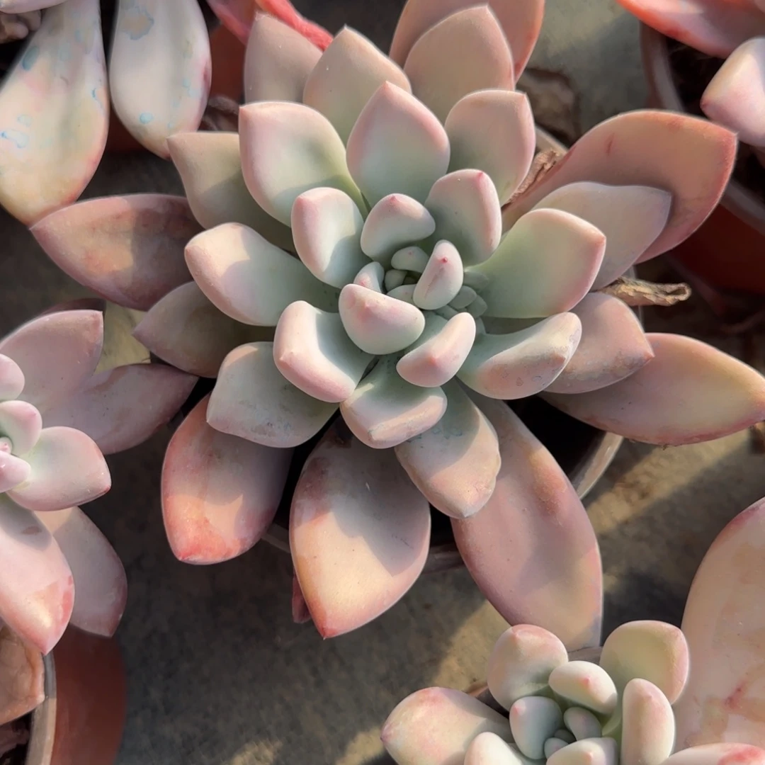 无花朵120奥普单头