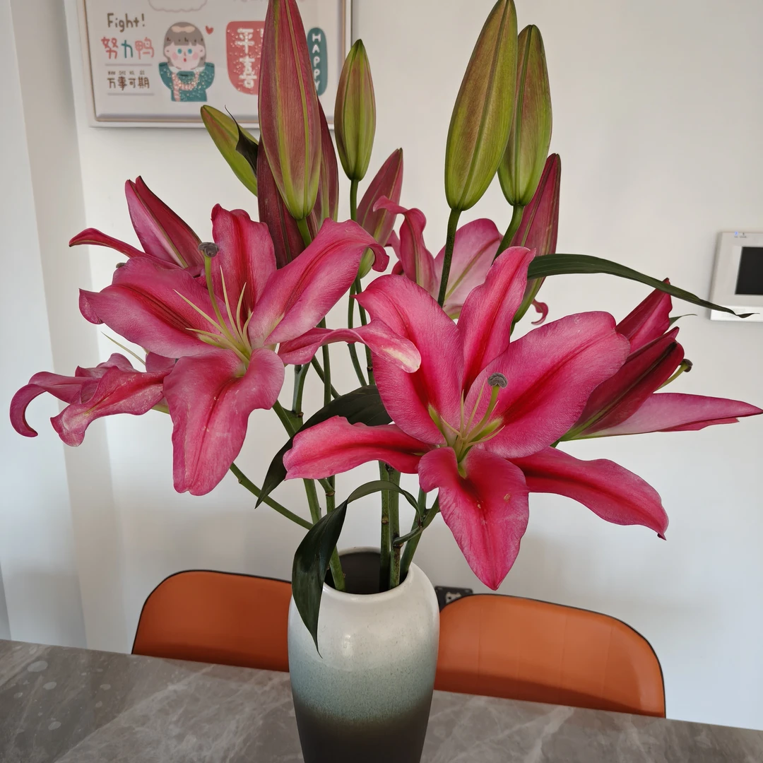 红中红香水百合东北发货顺丰包邮