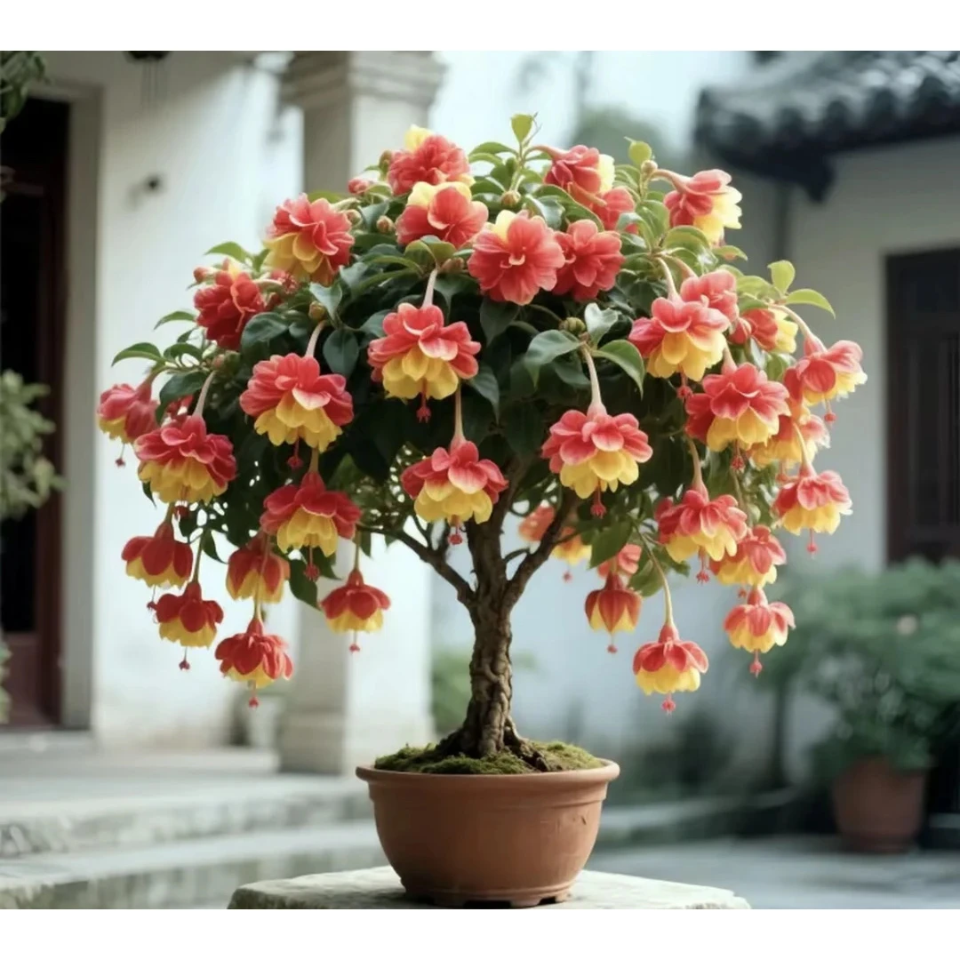 倒挂金钟花盆栽室内外灯笼花重瓣花苗老桩四季开花耐寒花卉驱蚊虫