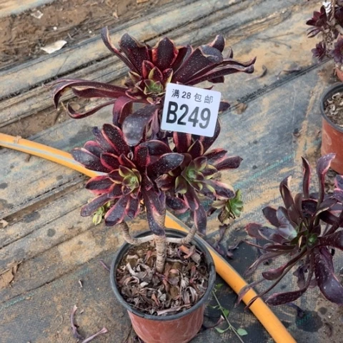 平***娟249欧嘉莉不包断枝有疤