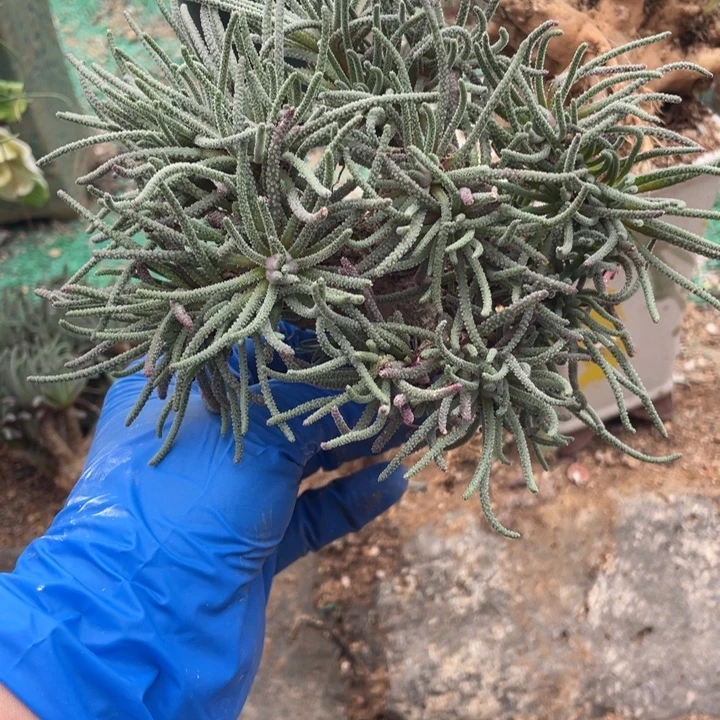 89号天赐多肉植物