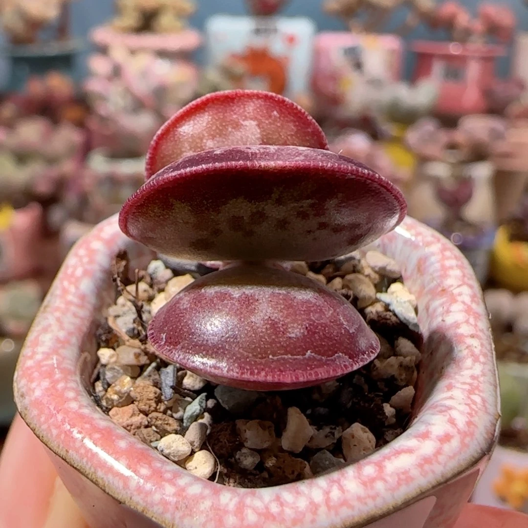 爱心水泡盆口2.5cm