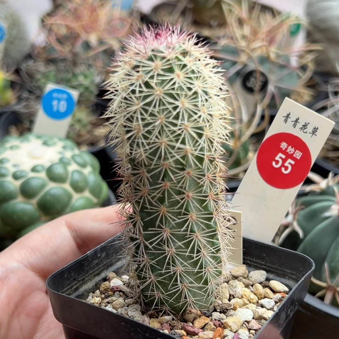 实生御旗虾一棵仙人球