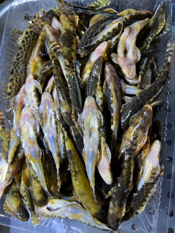 爬石鱼，石爬子鱼，大山溪水鱼，高品质鱼新鲜鱼