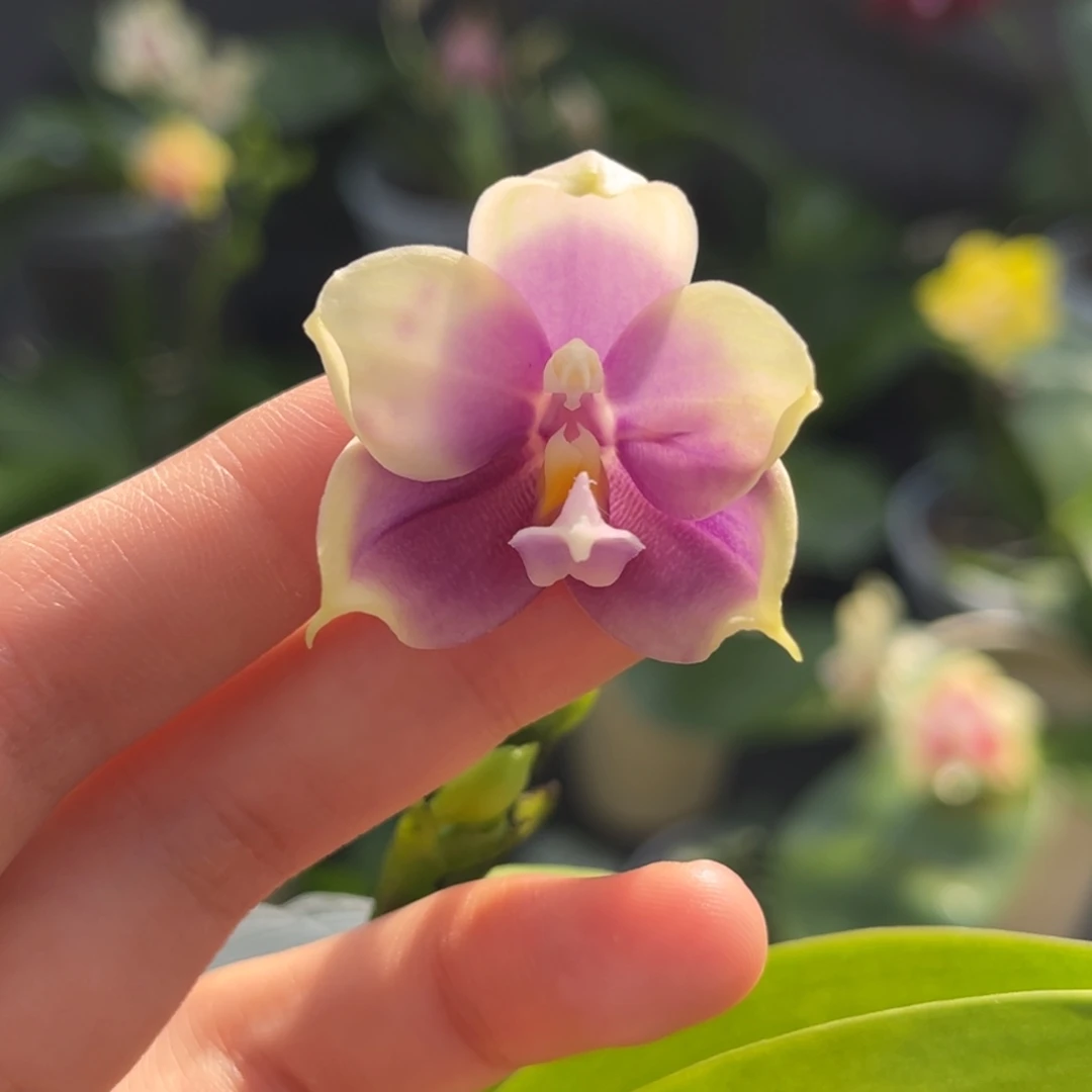 完全开放2.5寸yc77开花株