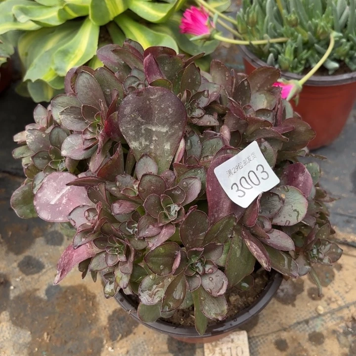 魅金玫瑰多肉法师3003