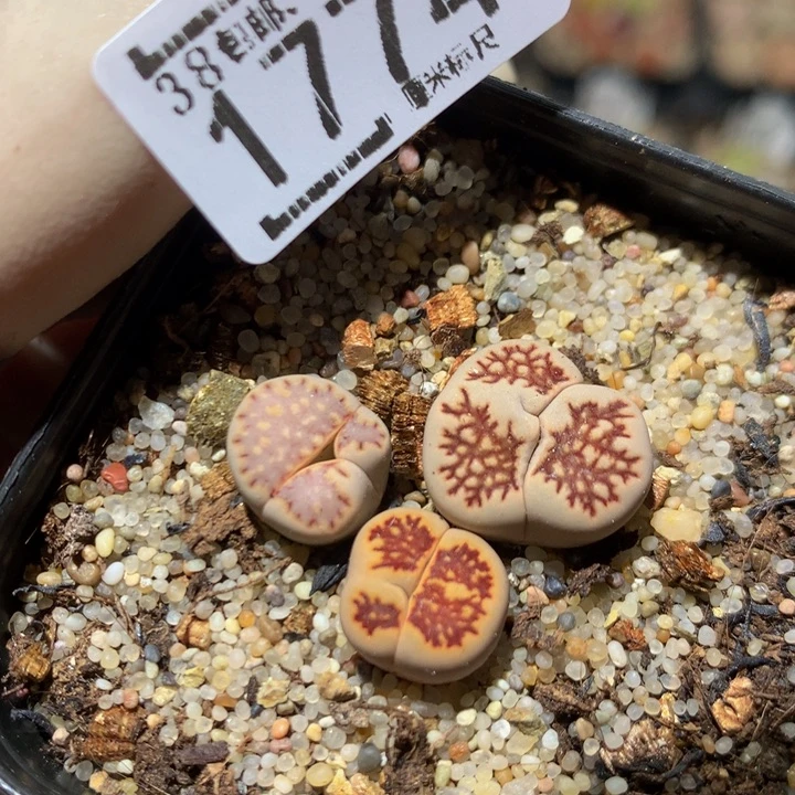zzzzz可可爱爱1774