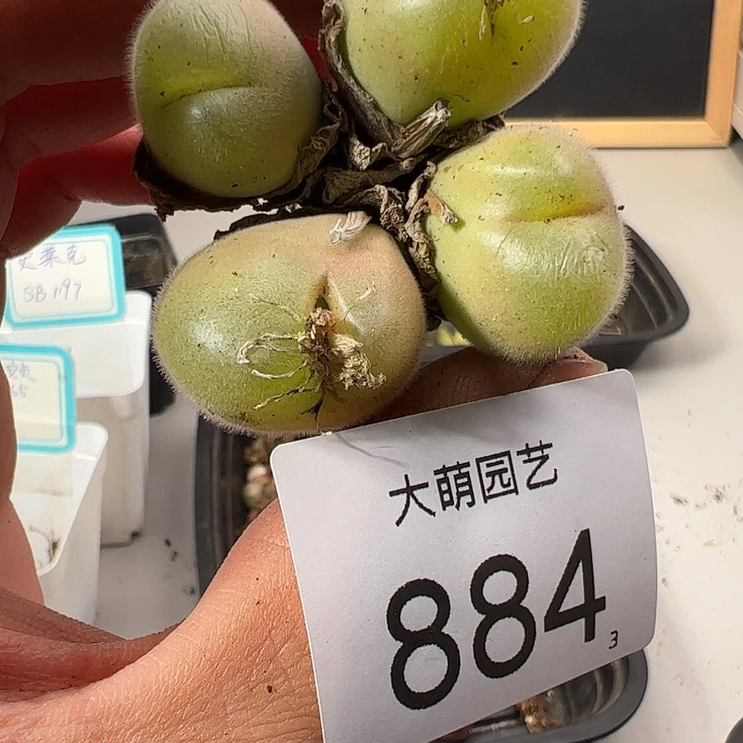 0000884 一物一拍……