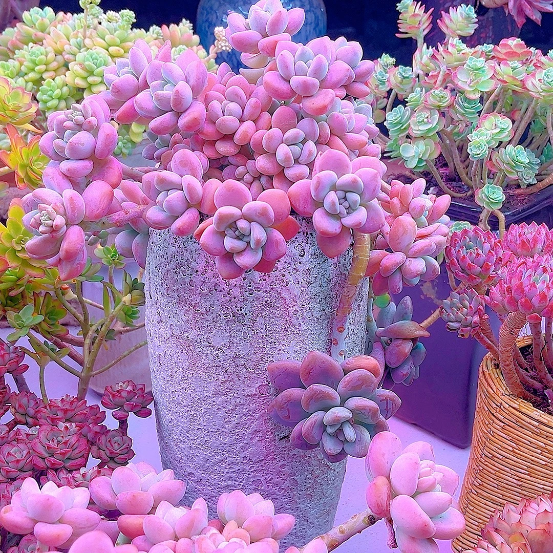 米淇家大盆红洛神多肉植物脱土