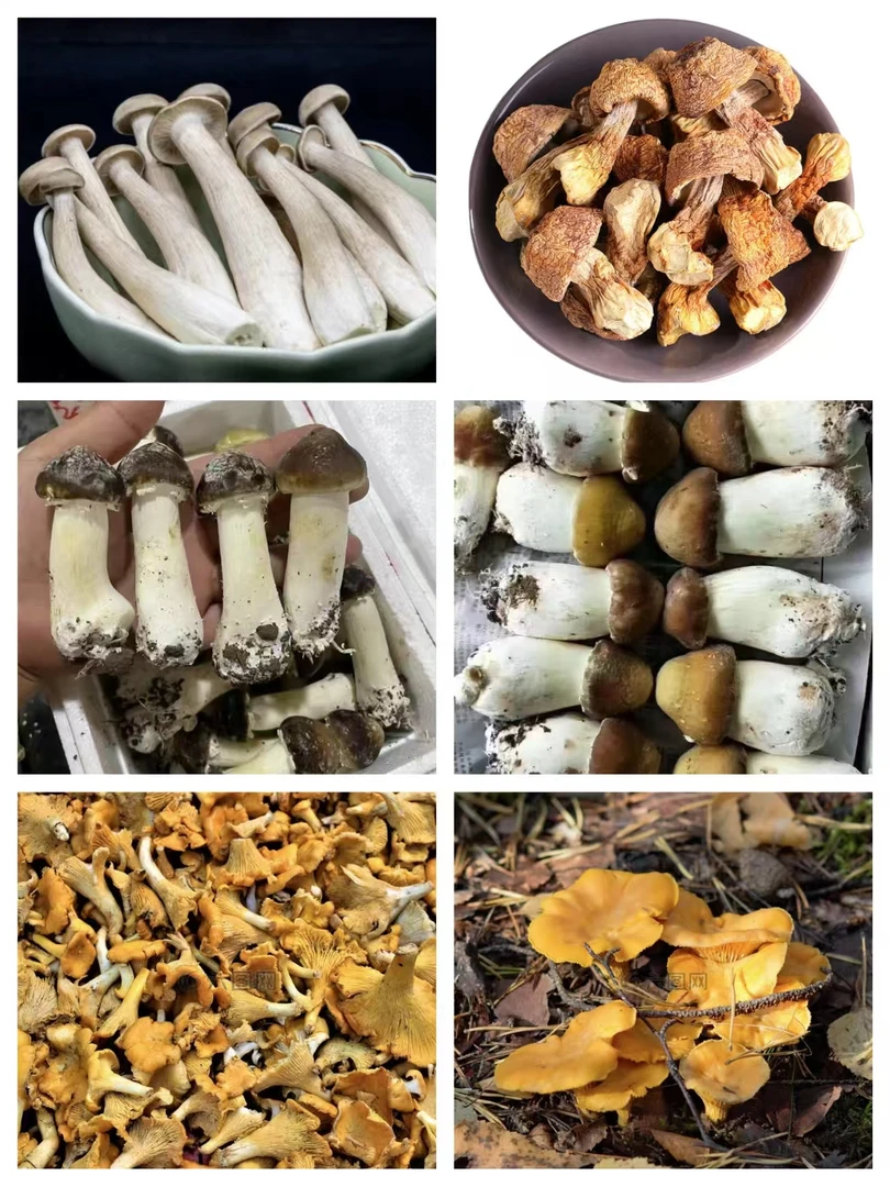 云南山货菌菇{通用连接}