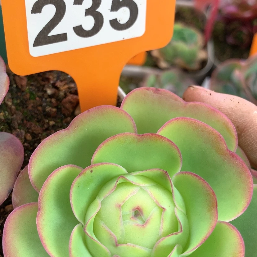 【闪购商品】yjj235