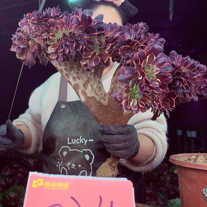 柒柒精品多肉脱土发货不包断侧枝034